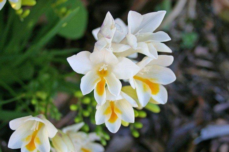 Freesia - photo