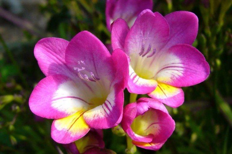 Freesia hybride