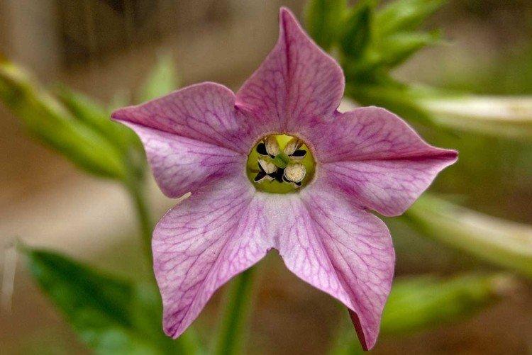 Tabac parfumé - photo
