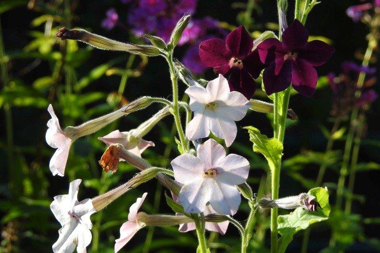 Tabac parfumé - photo