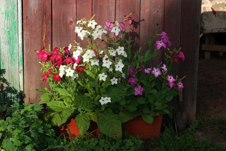 Tabac parfumé - photo