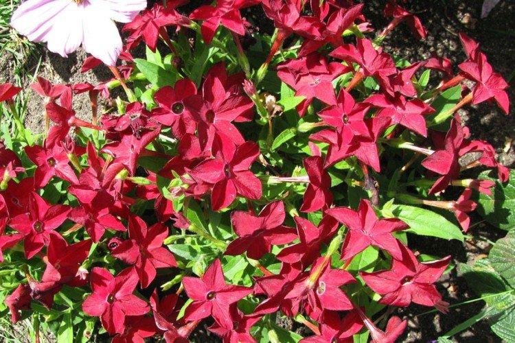 Tabac parfumé - photo