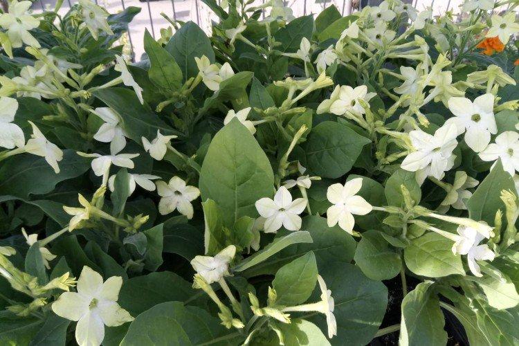 Tabac parfumé - photo