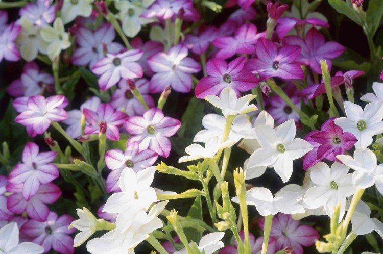 Tabac parfumé - photo