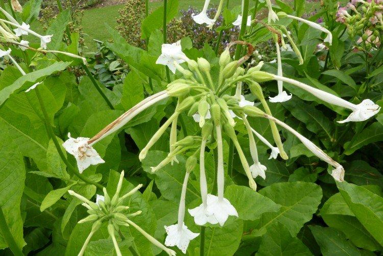 Tabac parfumé - photo