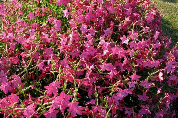 Tabac parfumé - photo