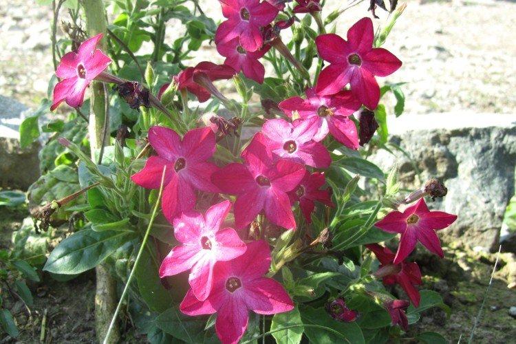 Tabac parfumé - photo