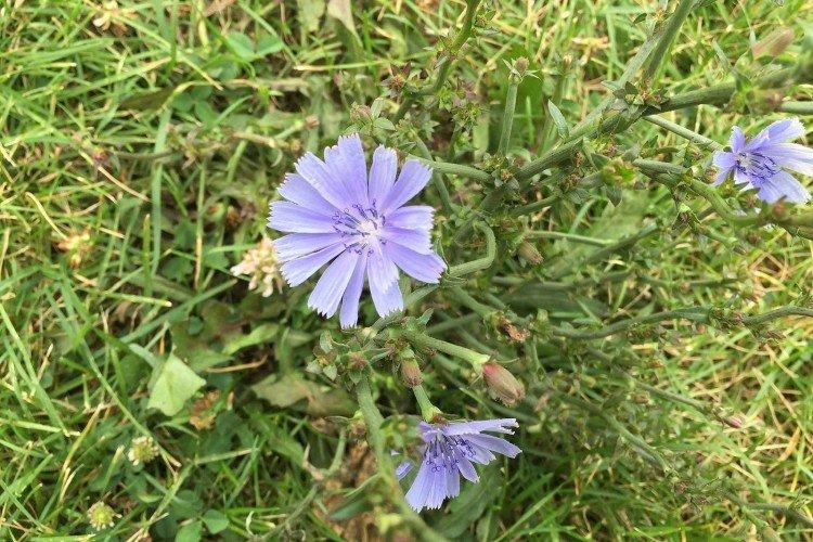 Maladies et ravageurs de la chicorée