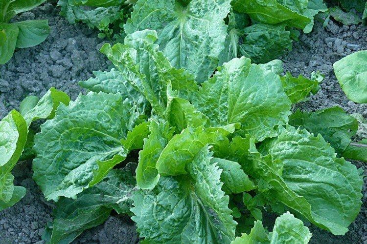 Chicorée à la maison