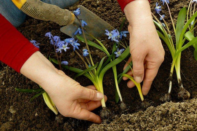 Plantation et sélection