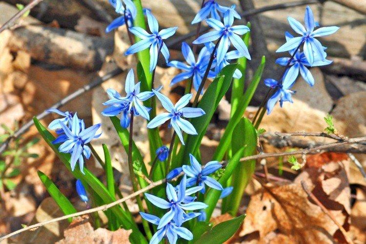 Lutte contre les parasites et les maladies