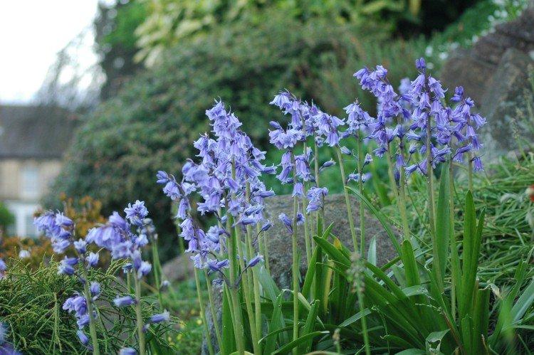 Cri en forme de cloche