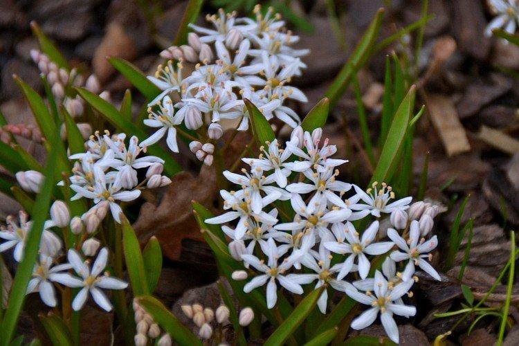 Gommage à deux feuilles