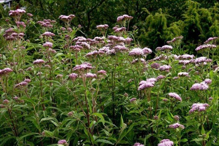 Lutte contre les parasites et les maladies