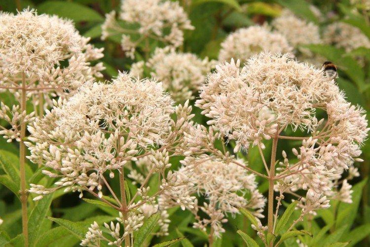 Seuil tubulaire raide