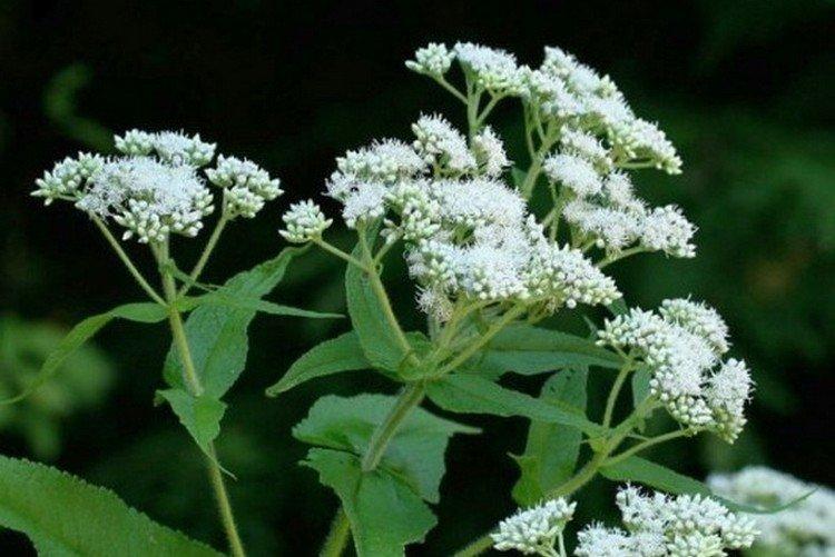 Clocher à feuilles percées