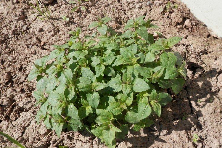 Plantation et sélection