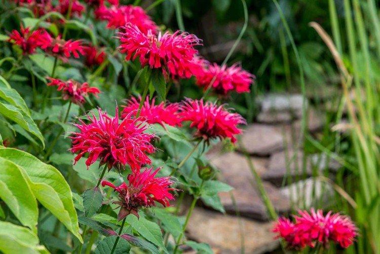 Monarda - photo