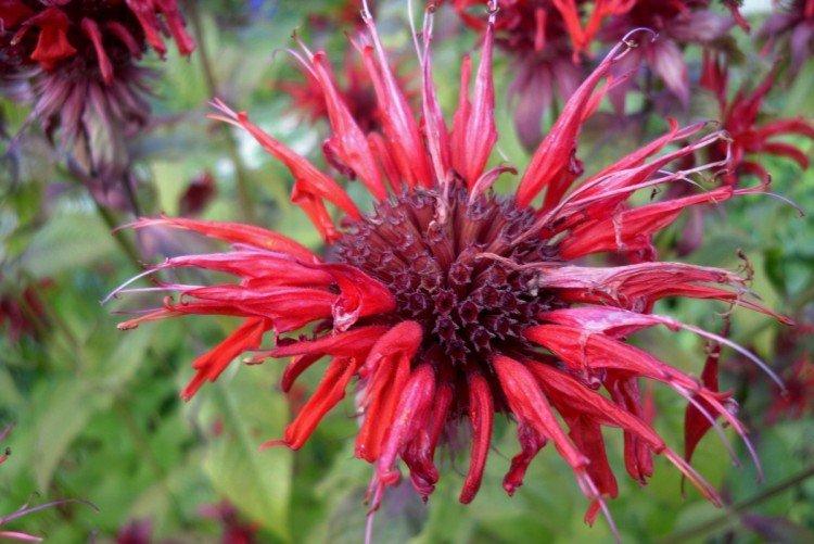 Monarda - photo