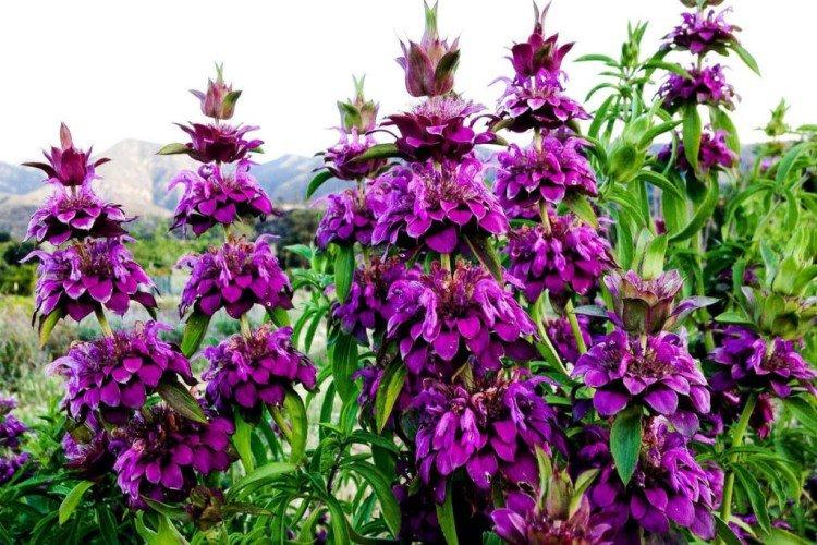 Monarda - photo