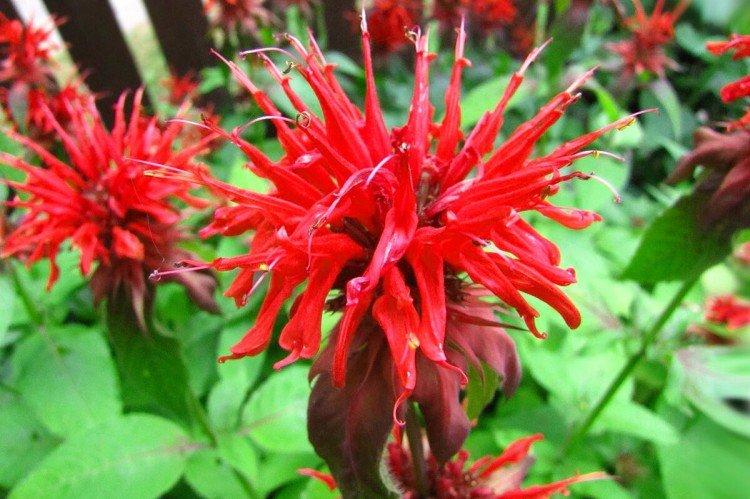 Monarda - photo