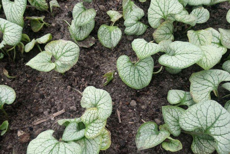 Plantation et sélection