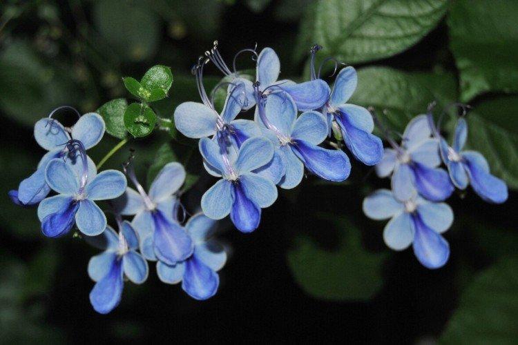 Clerodendrum