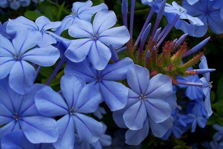 Phlox