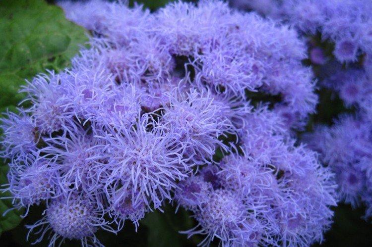 Ageratum