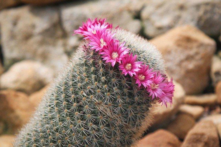 Mammillaria