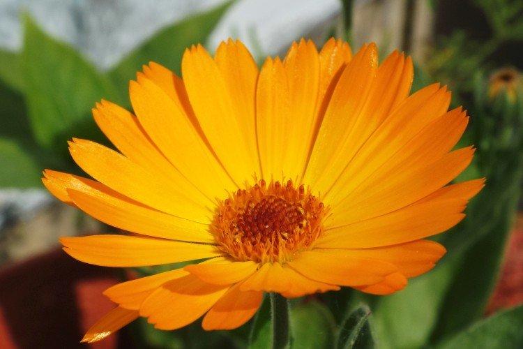 Calendula - photo