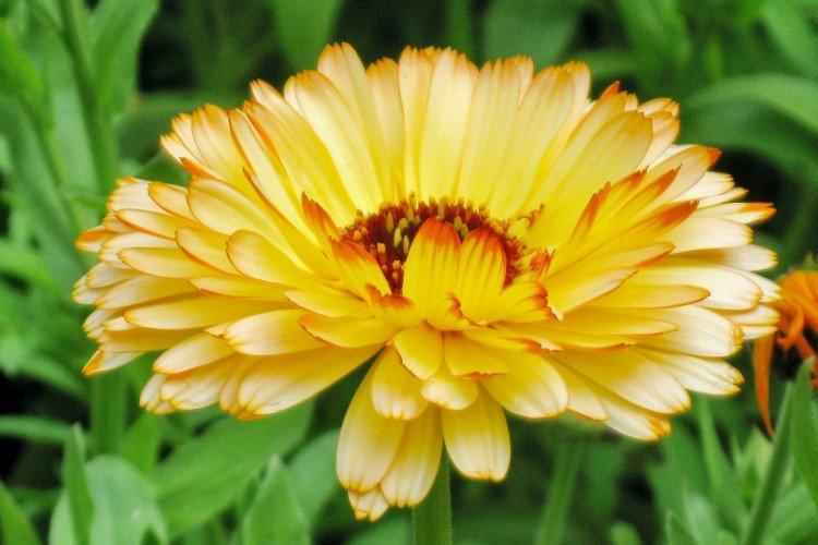 Calendula - photo