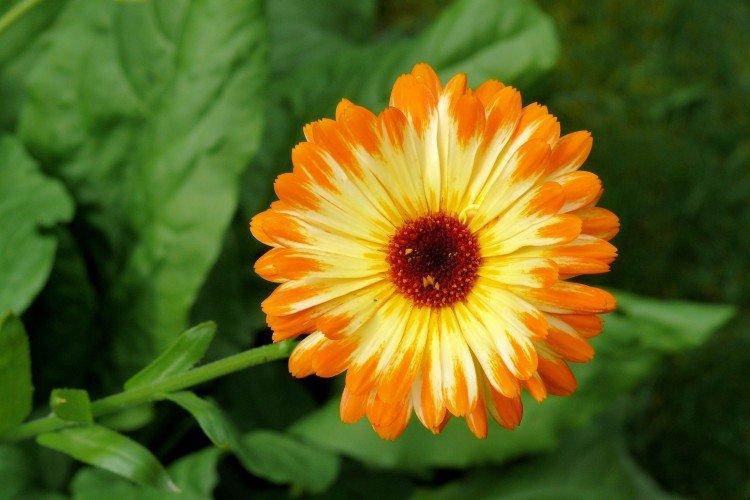 Calendula - photo