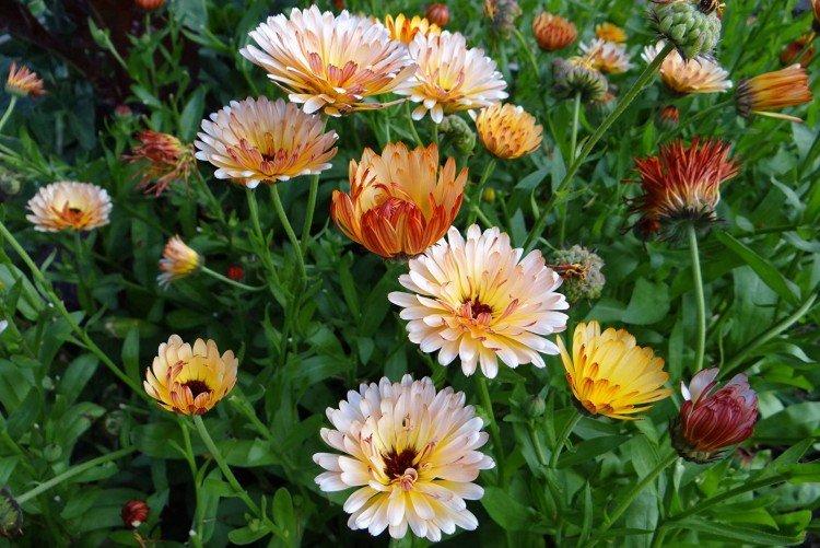 Calendula - photo