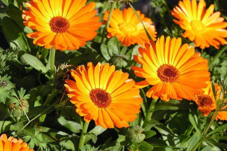 Calendula - photo