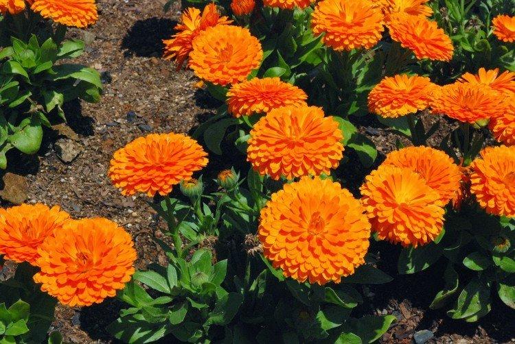 Calendula - photo