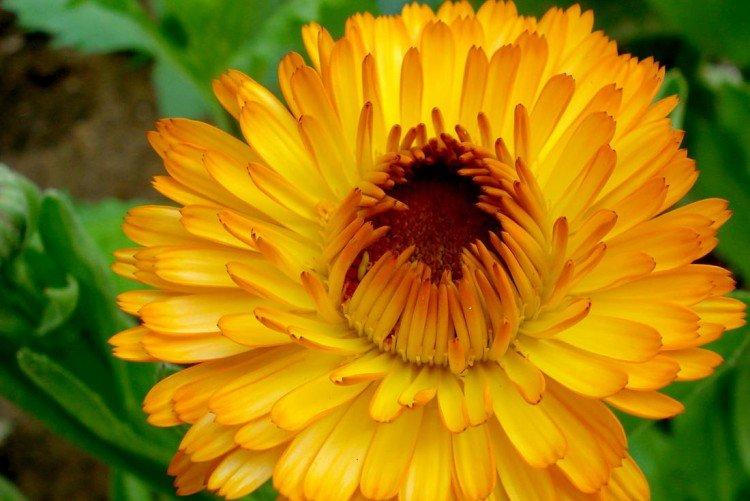 Calendula - photo
