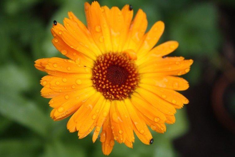 Calendula médicinal
