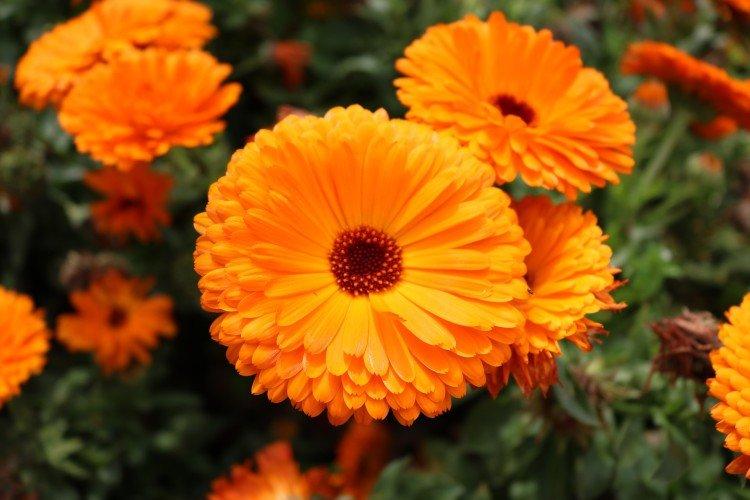 Calendula - photo