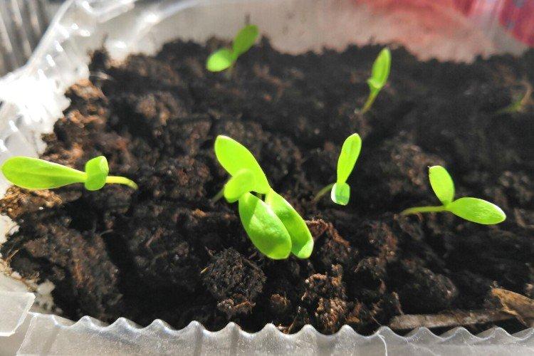 Plantation et sélection