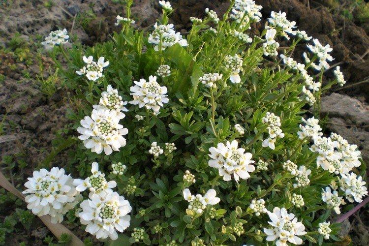 Iberis à feuilles persistantes