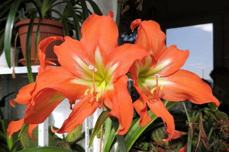 Hippeastrum
