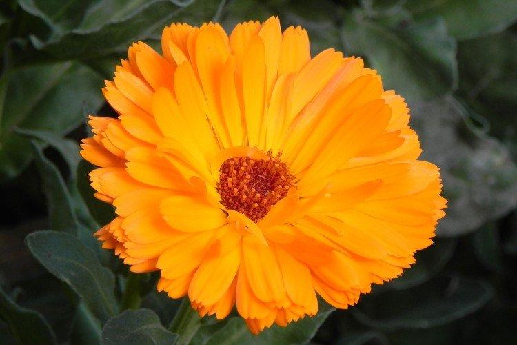 Calendula