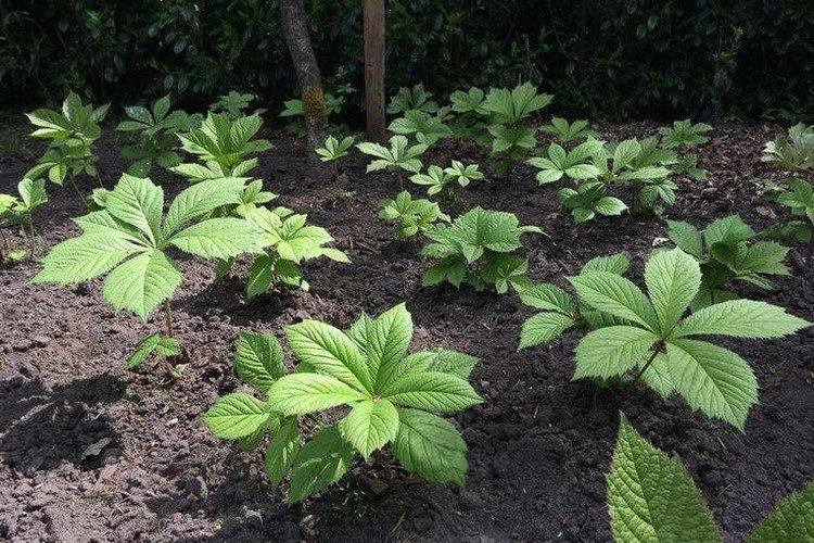 Plantation et sélection