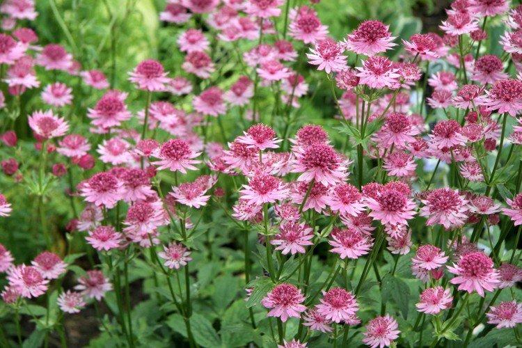 Comment prolonger la floraison d'Astrantia ?
