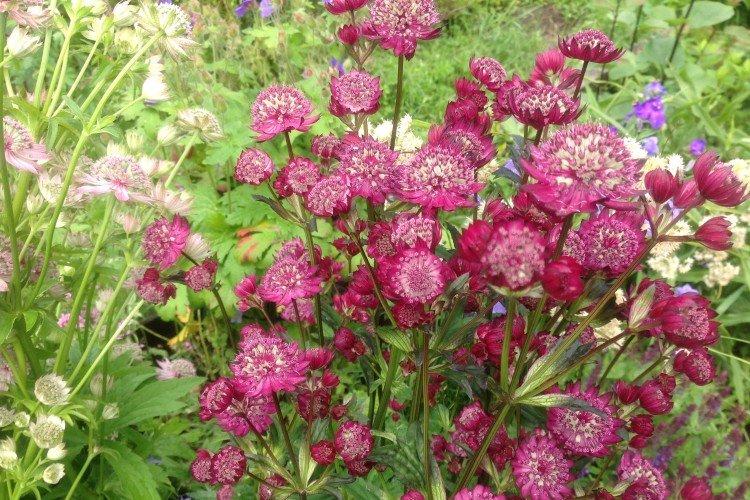 Astrantia - photos