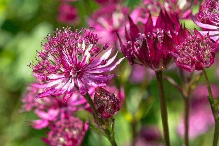 Astrantia - photos