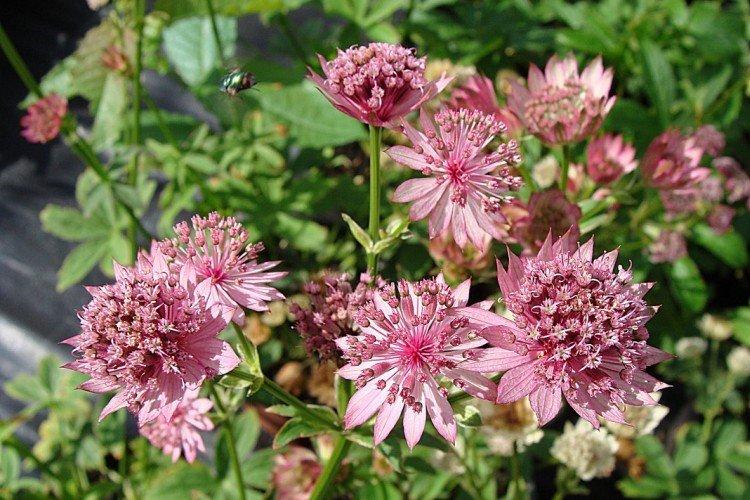 Astrantia - photos