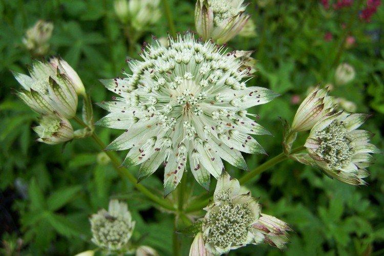 Astrantia - photos