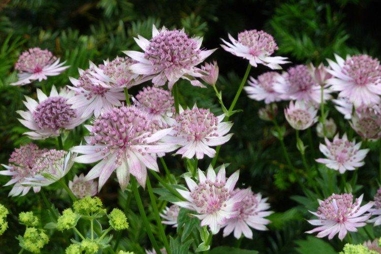 Astrantia - photos